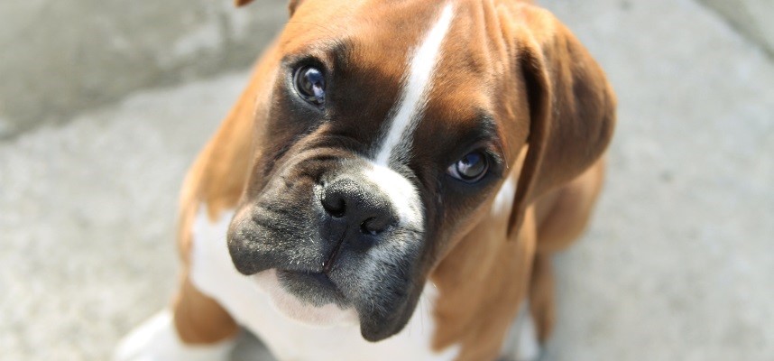 Doggie Spotlight: The Boxer | ZEIPET BLOG